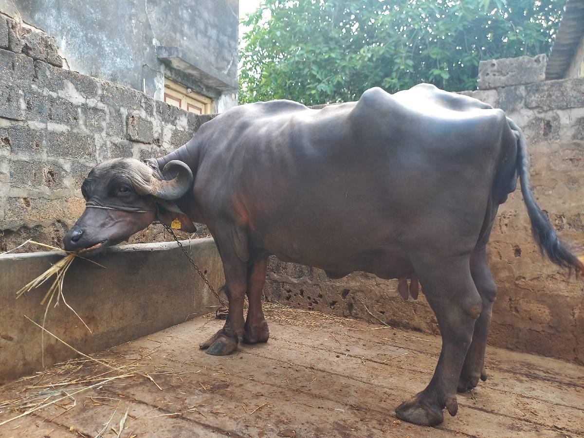 ભેંસ વેચવાની છે