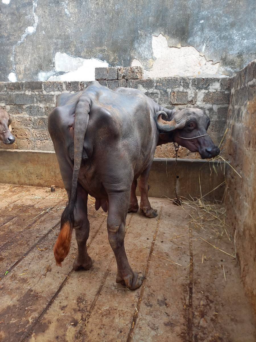 ભેંસ વેચવાની છે