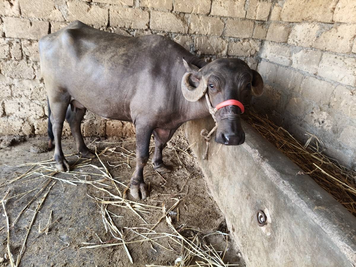 પીએલ બેટરી ખોડેલી ચાર 4લીટર દૂધ મહ
