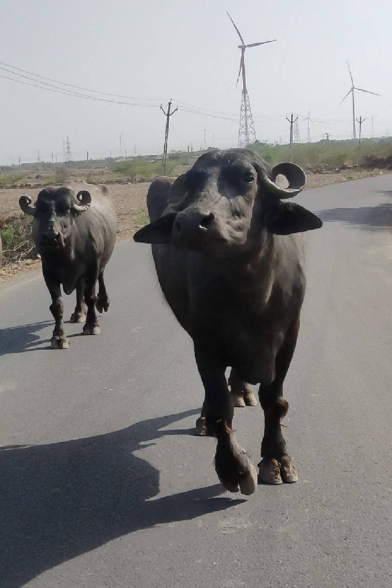 2 bhesu vechvani chhe