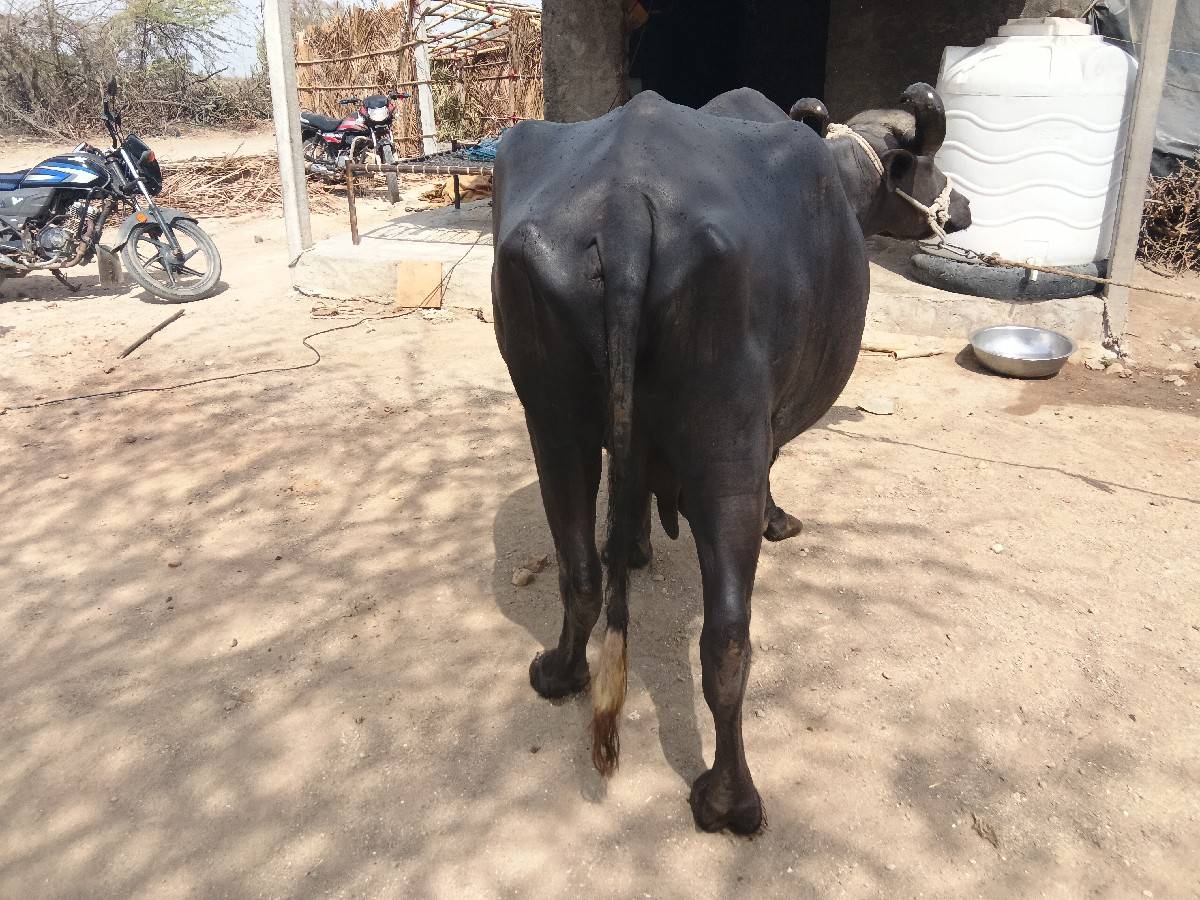 બે ભેંસો વેચવાનું છે