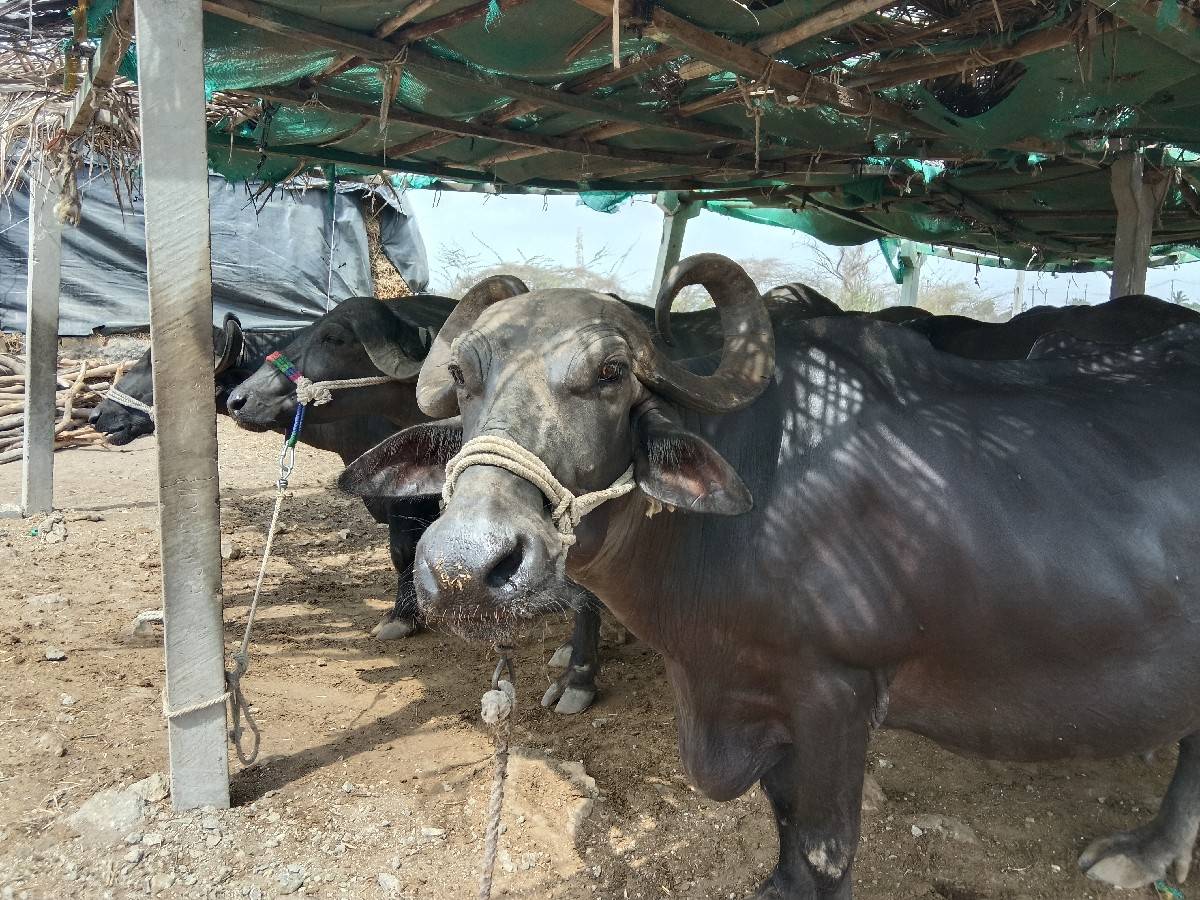 બે ભેંસો વેચવાનું છે