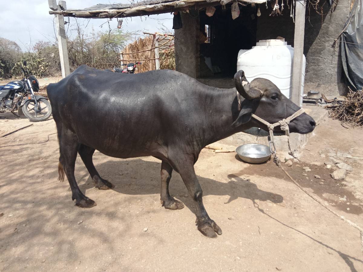 બે ભેંસો વેચવાનું છે