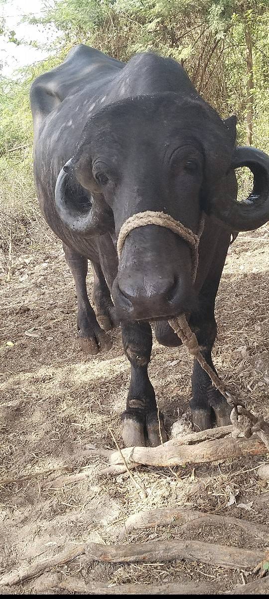 1 વેતર વિયાસે