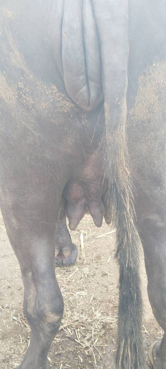 1 વેતર વિયાસે