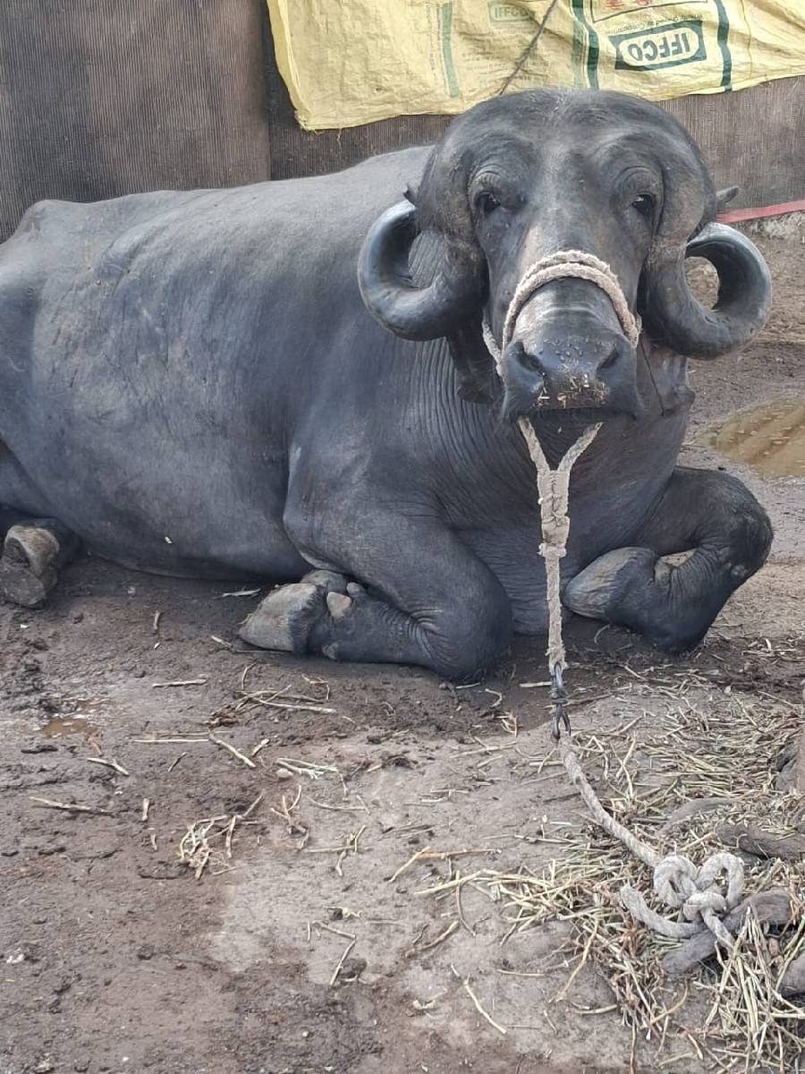 1 વેતર વિયાસે
