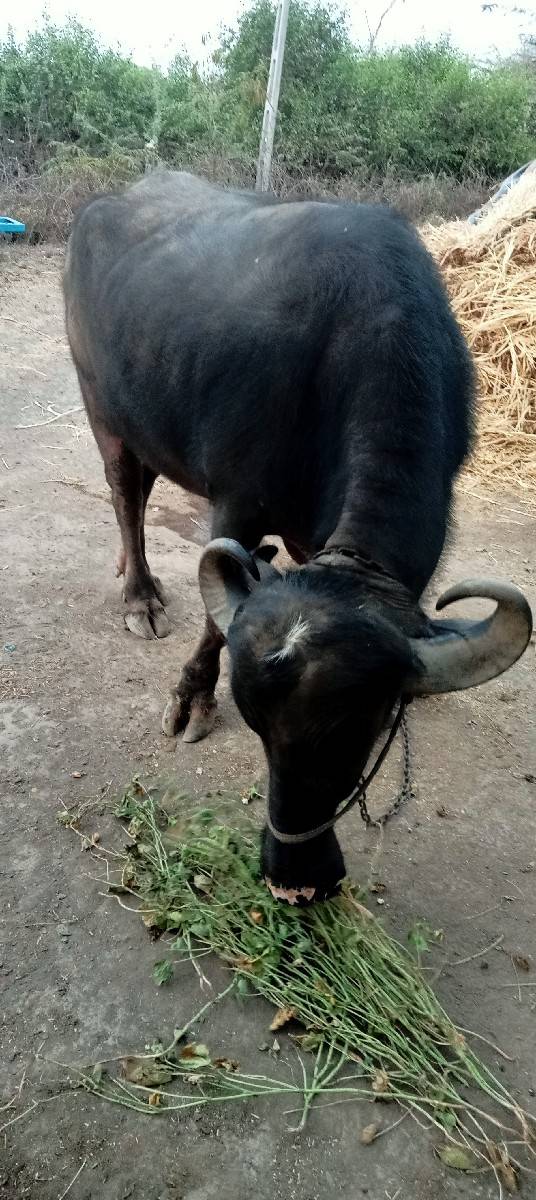 ભેંસ વેચવાની છે