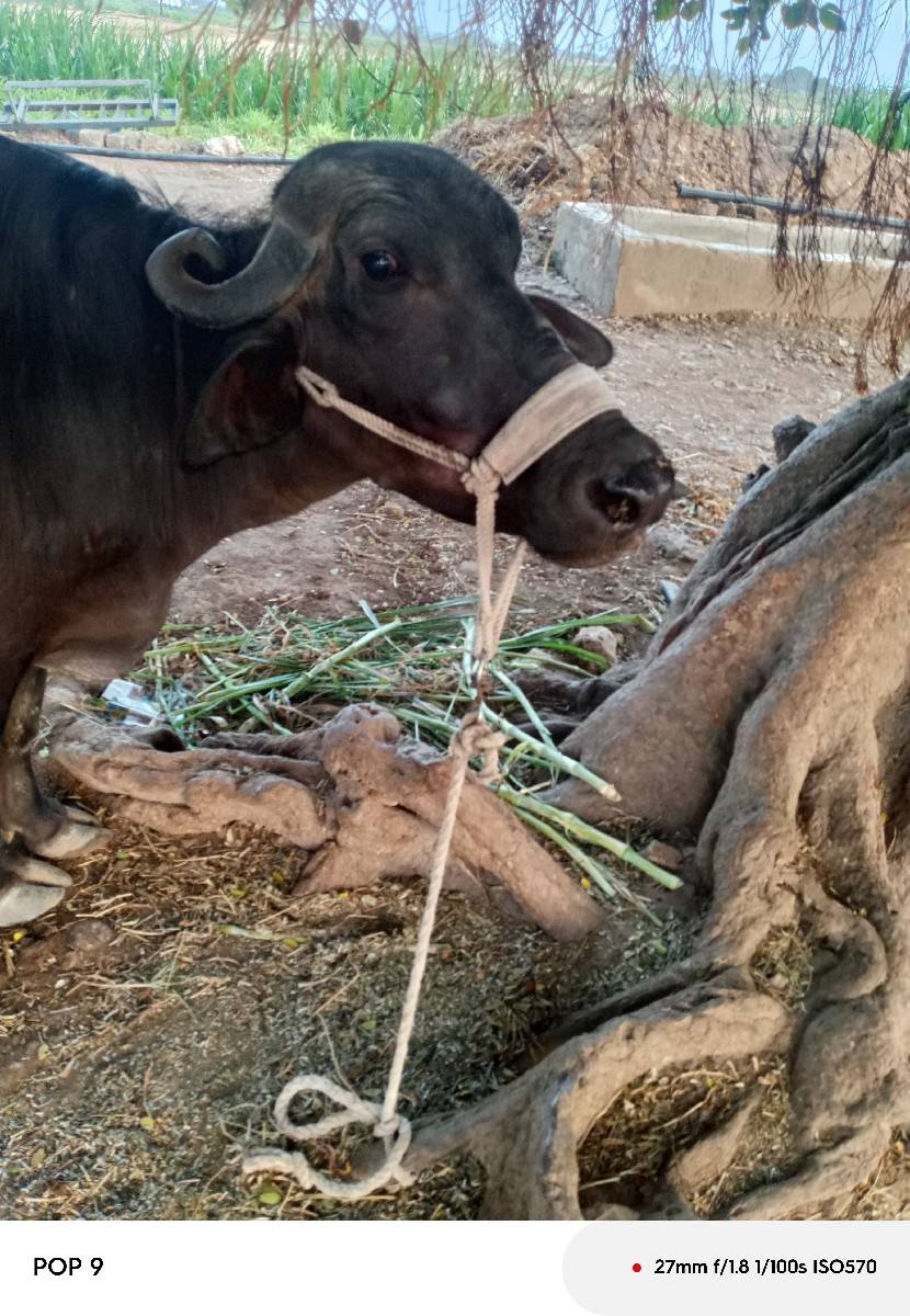 ભેંસ વેચવાની છે
