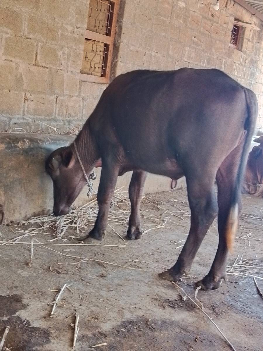 વેસવાનિ છે