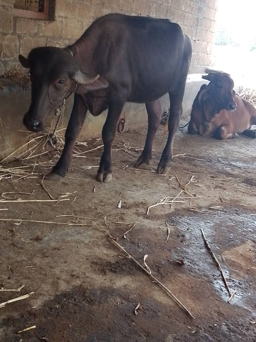 વેસવાનિ છે