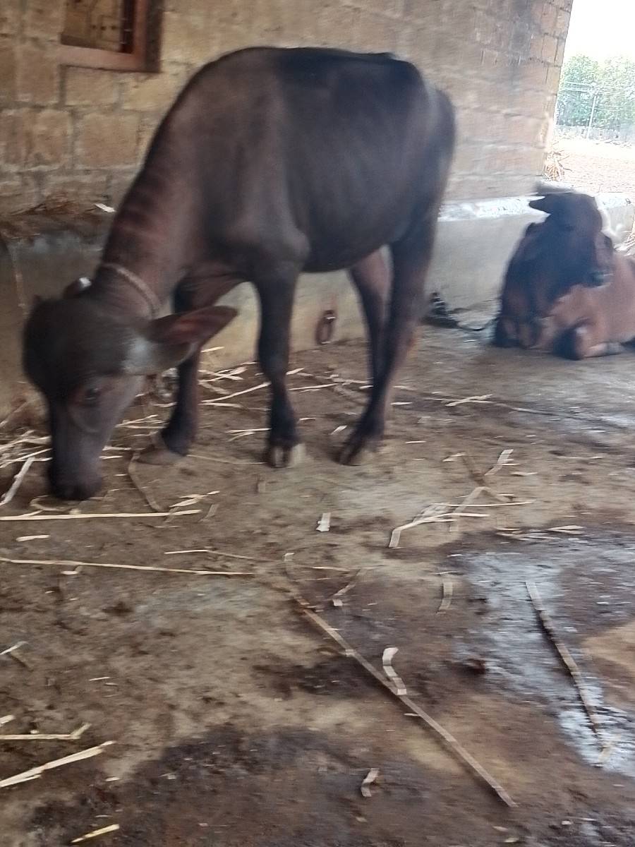 વેસવાનિ છે