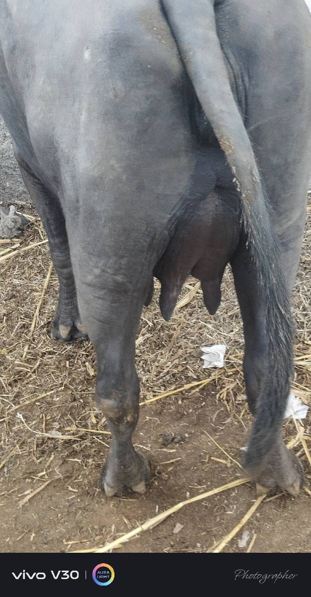 ભેંશ વેચવાની છે