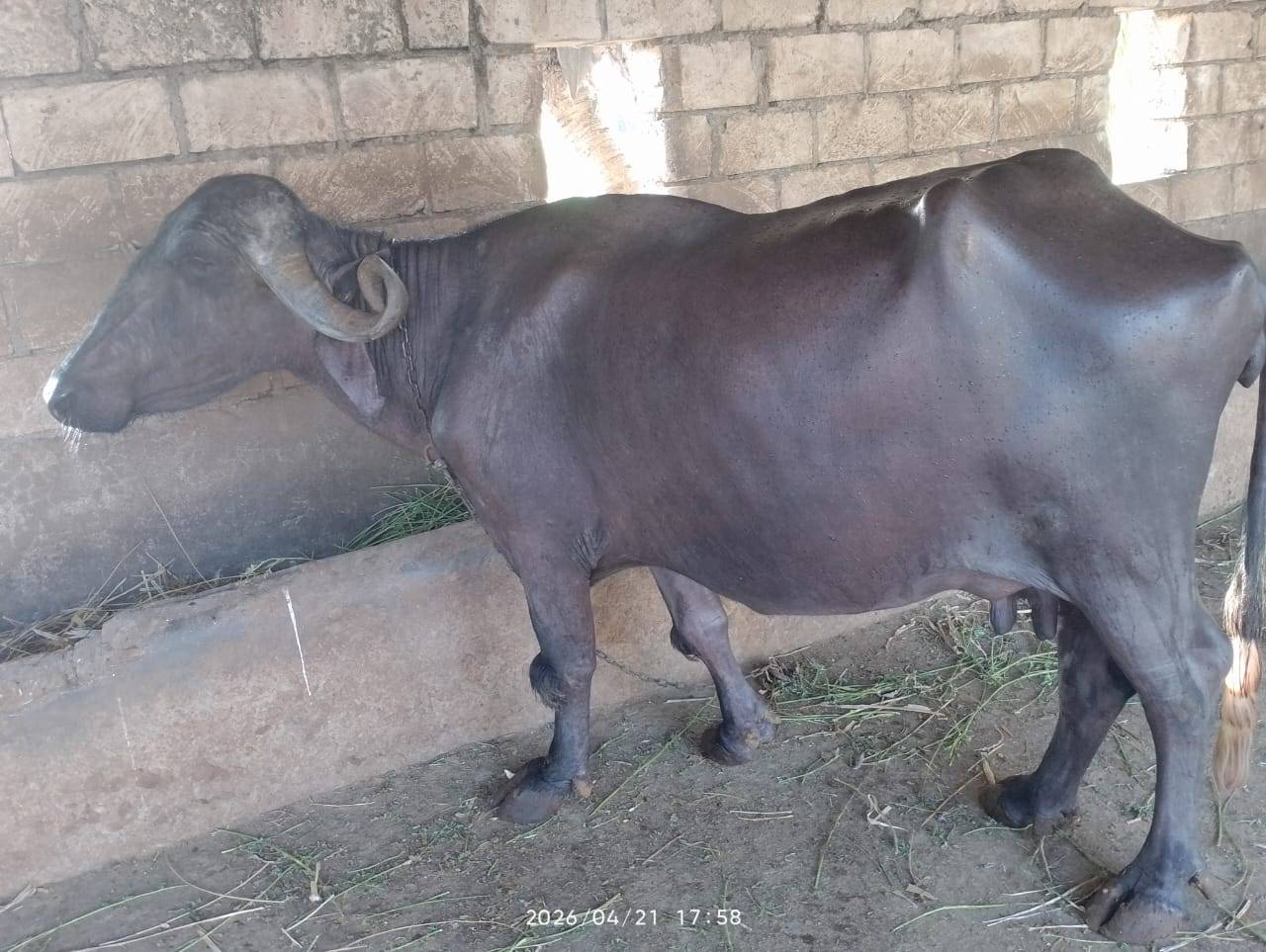 ભેંસ વેચવાની છે