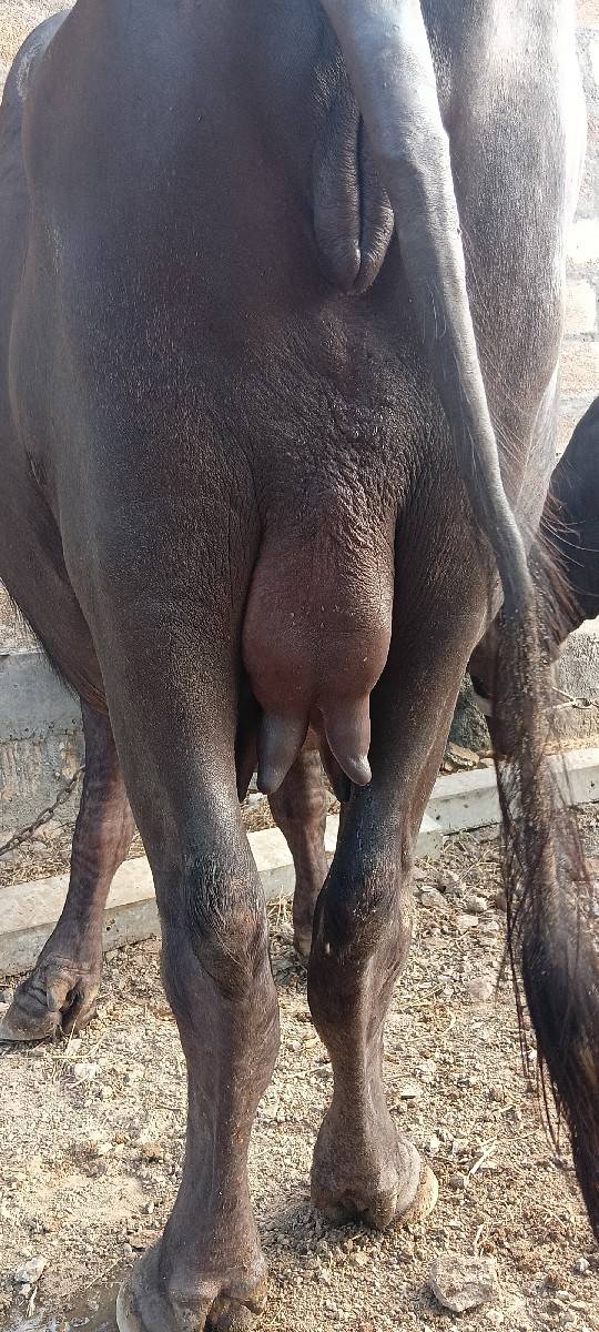 ખડેલી વેચવાની છે