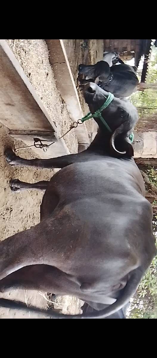 ખળેલી વેચવાની છે