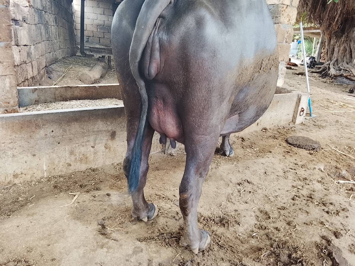 ખળેલી વેચવાની છે