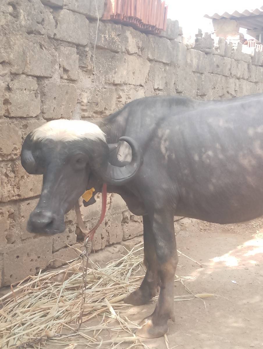 ખળેલી વેચવાની છે