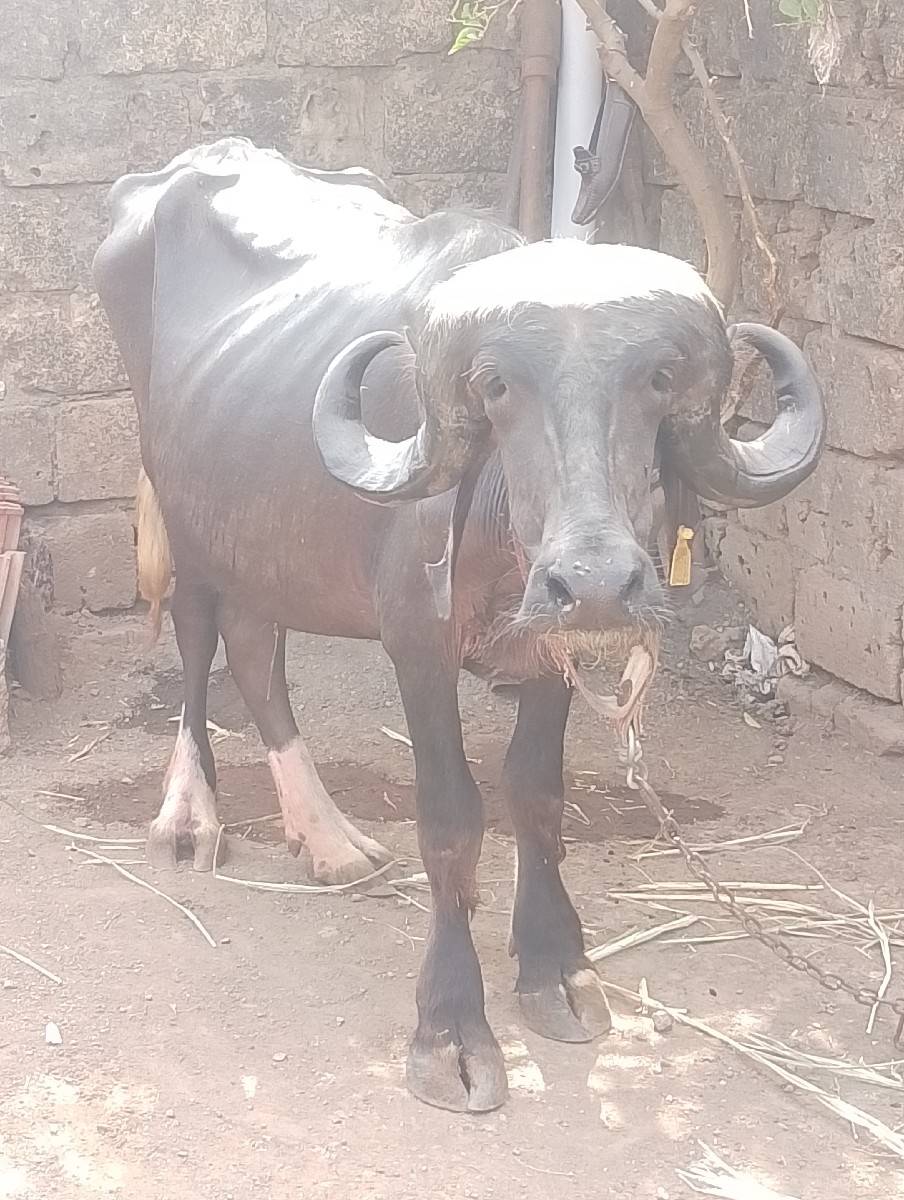 ખળેલી વેચવાની છે