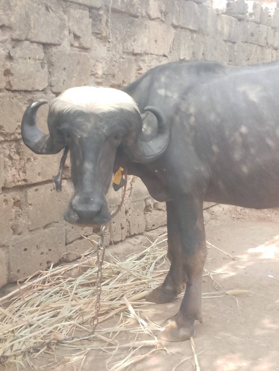 ખળેલી વેચવાની છે
