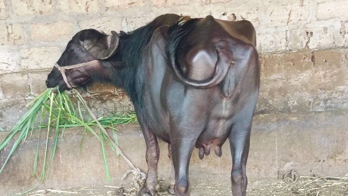 ભેંસ વેચવાની છે