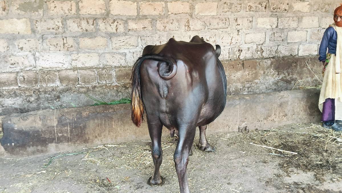 ભેંસ વેચવાની છે