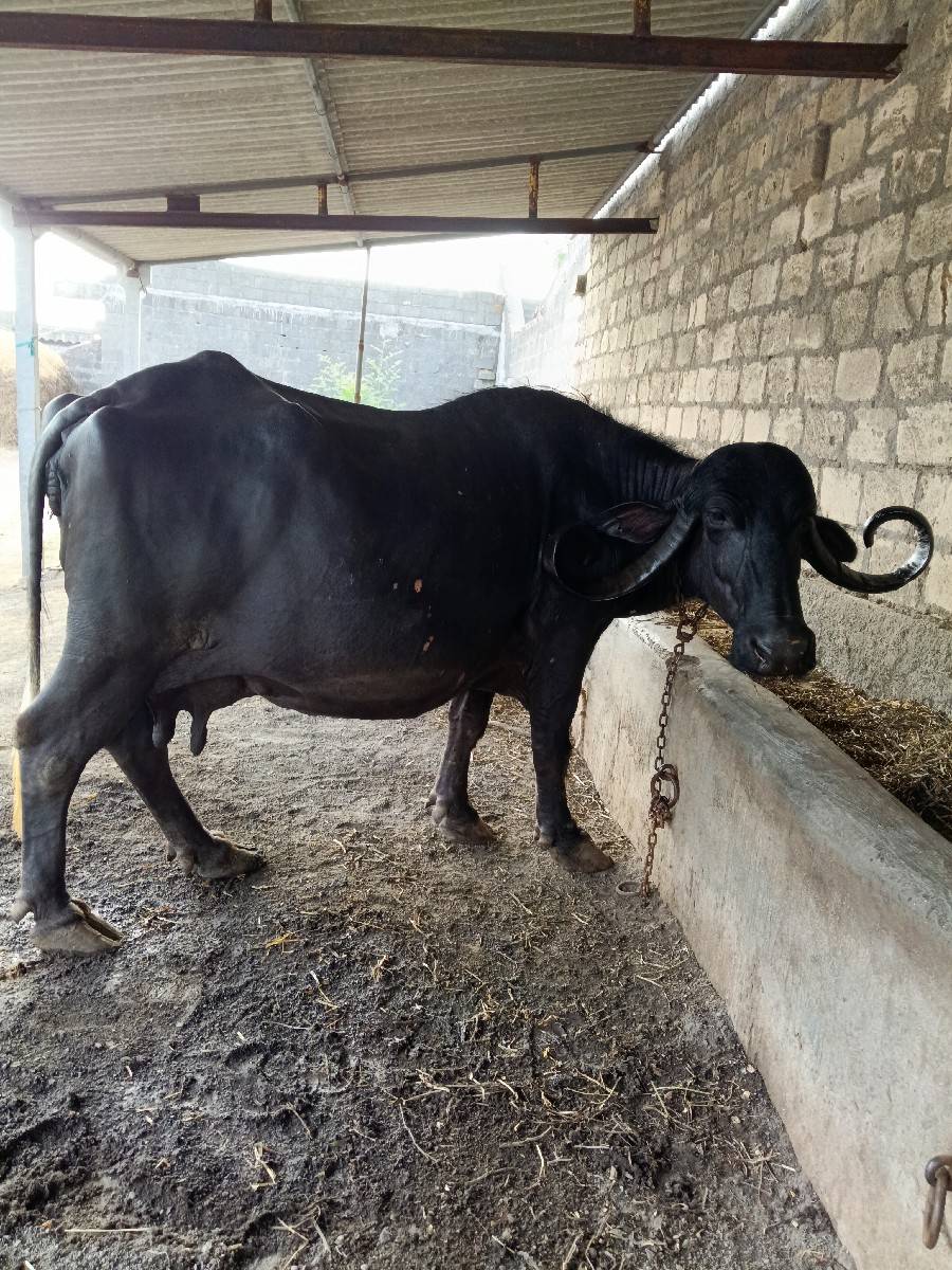 ભેંસ વેચવાની છે