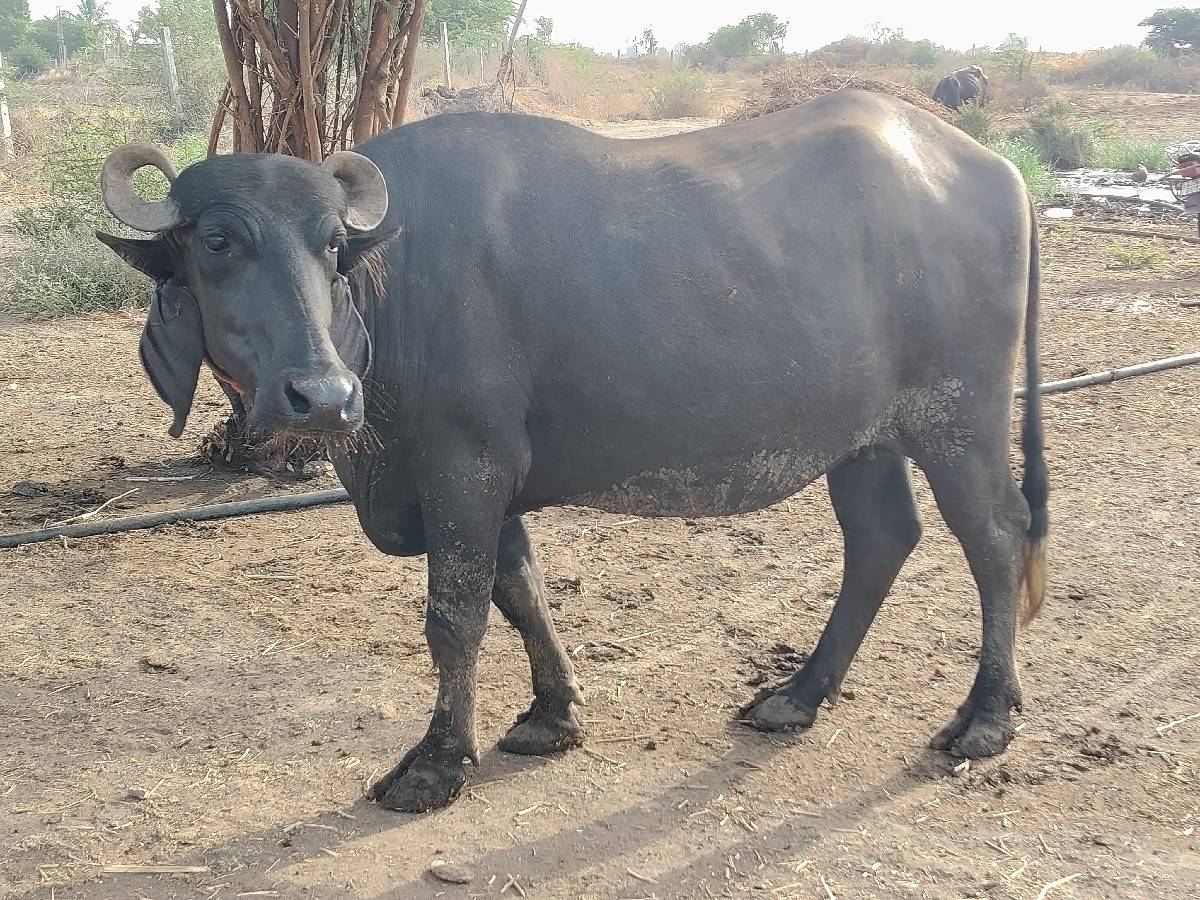 ભેંસ વેચવાની છે