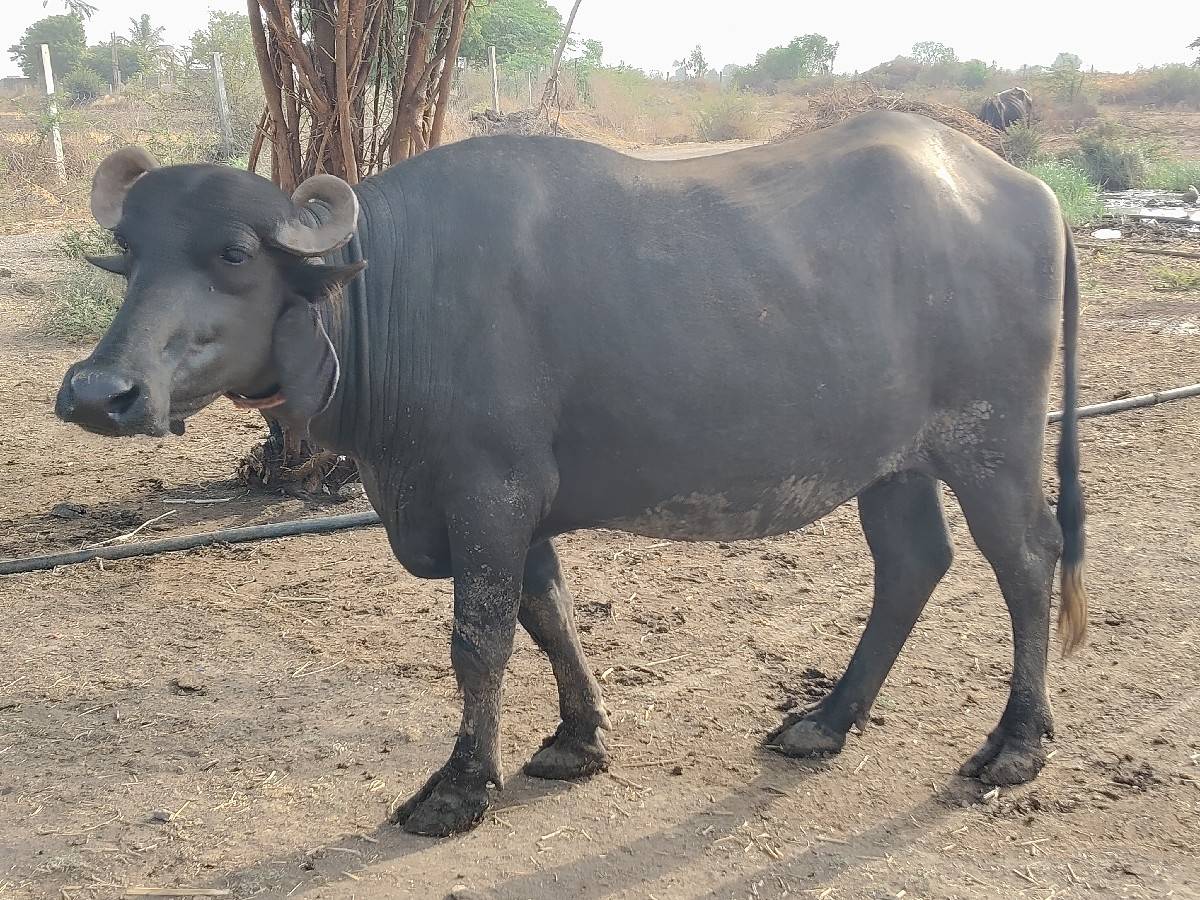 ભેંસ વેચવાની છે