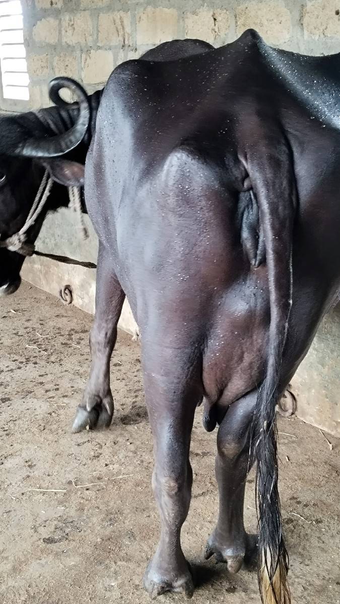 વેચવાની છે બીજું વઈતર