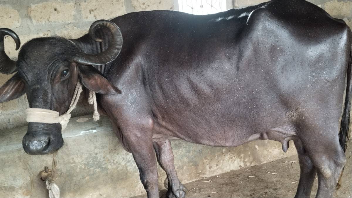 વેચવાની છે બીજું વઈતર
