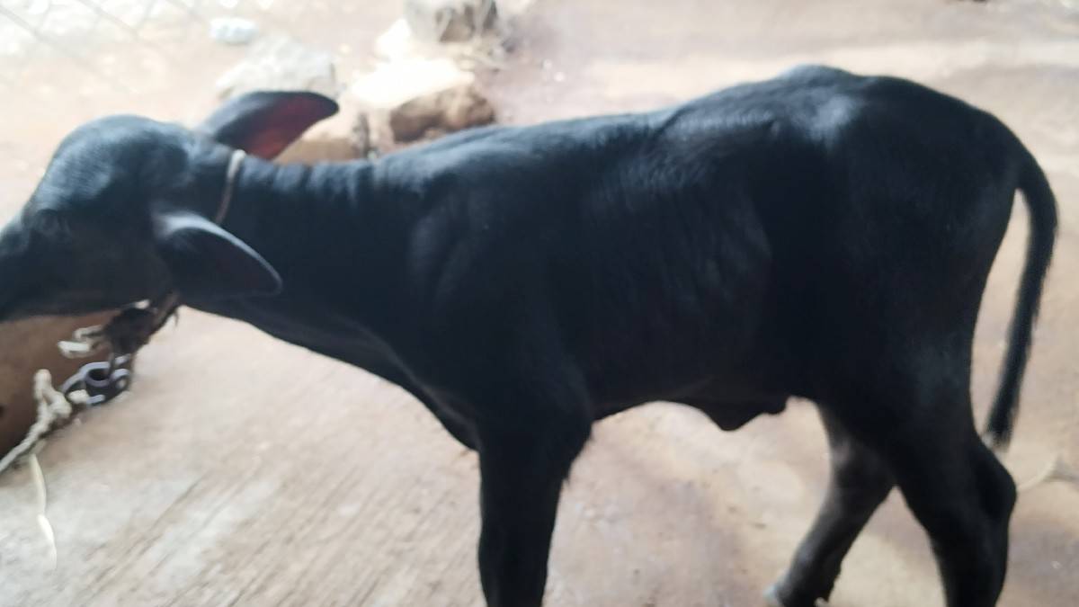 વેચવાની છે બીજું વઈતર