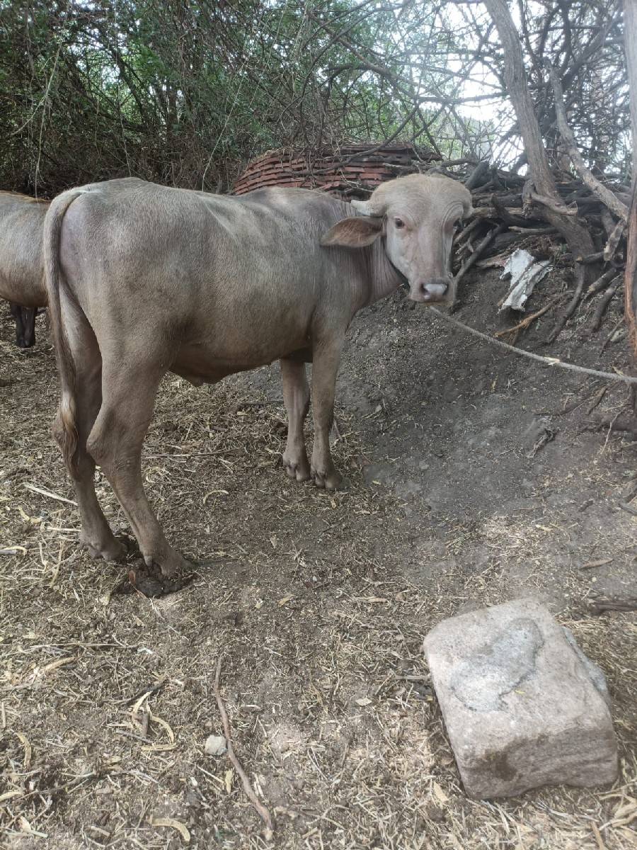 જાફરાબાદી ફોરો પાડો વેચવાનો છે