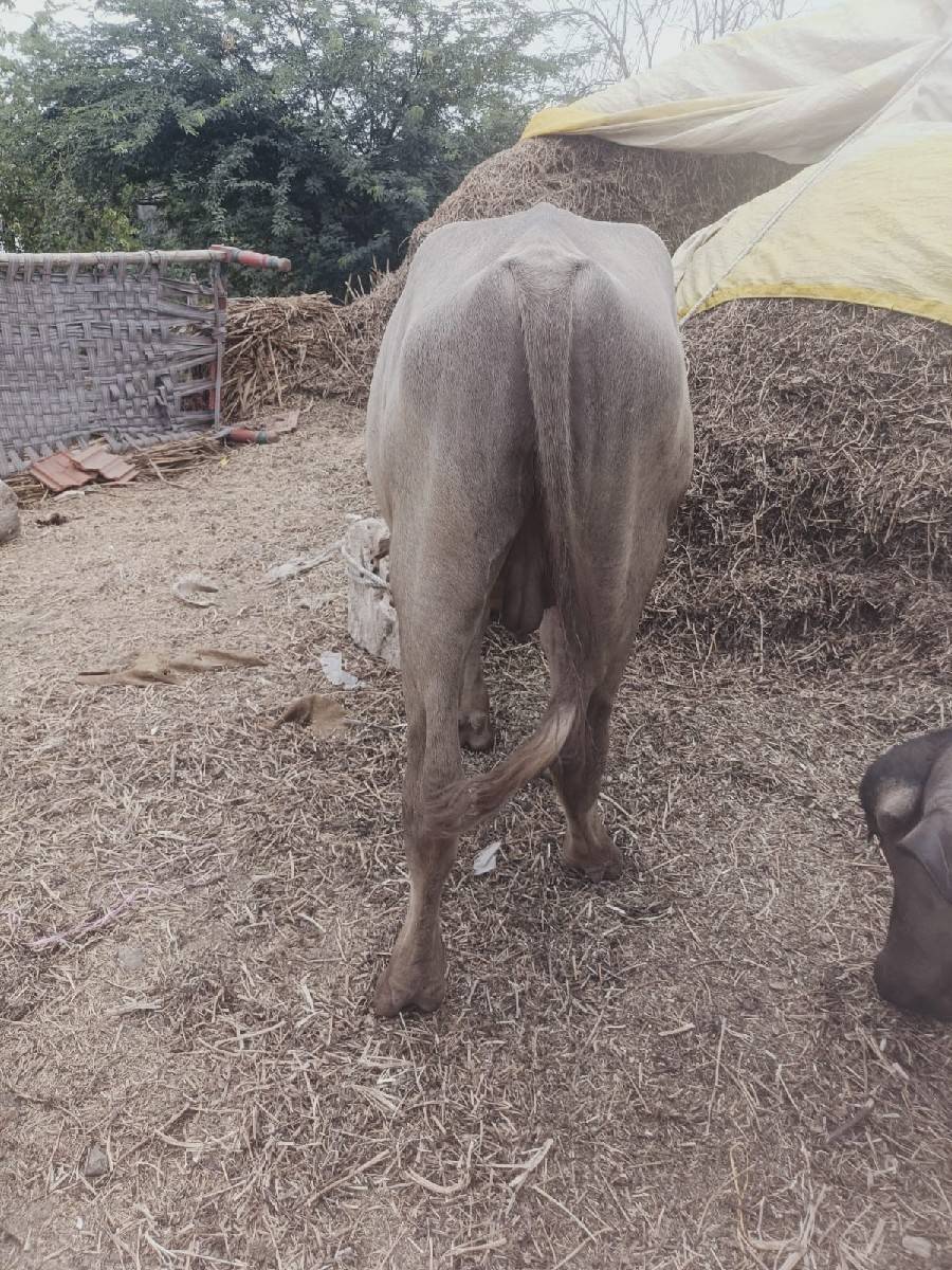 જાફરાબાદી ફોરો પાડો વેચવાનો છે