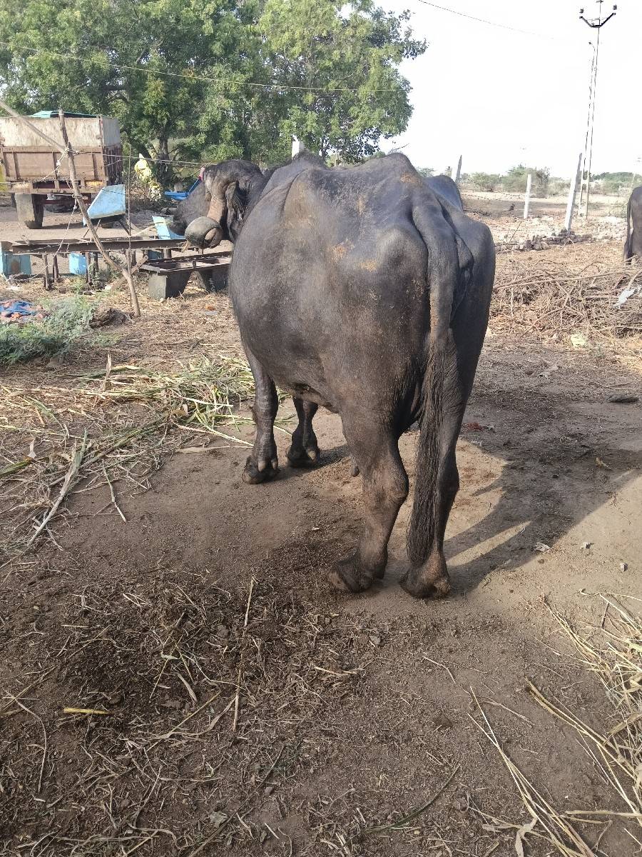 6 મહીનો ગાભ નાખીદીધુ છે દોવા દીયેસે