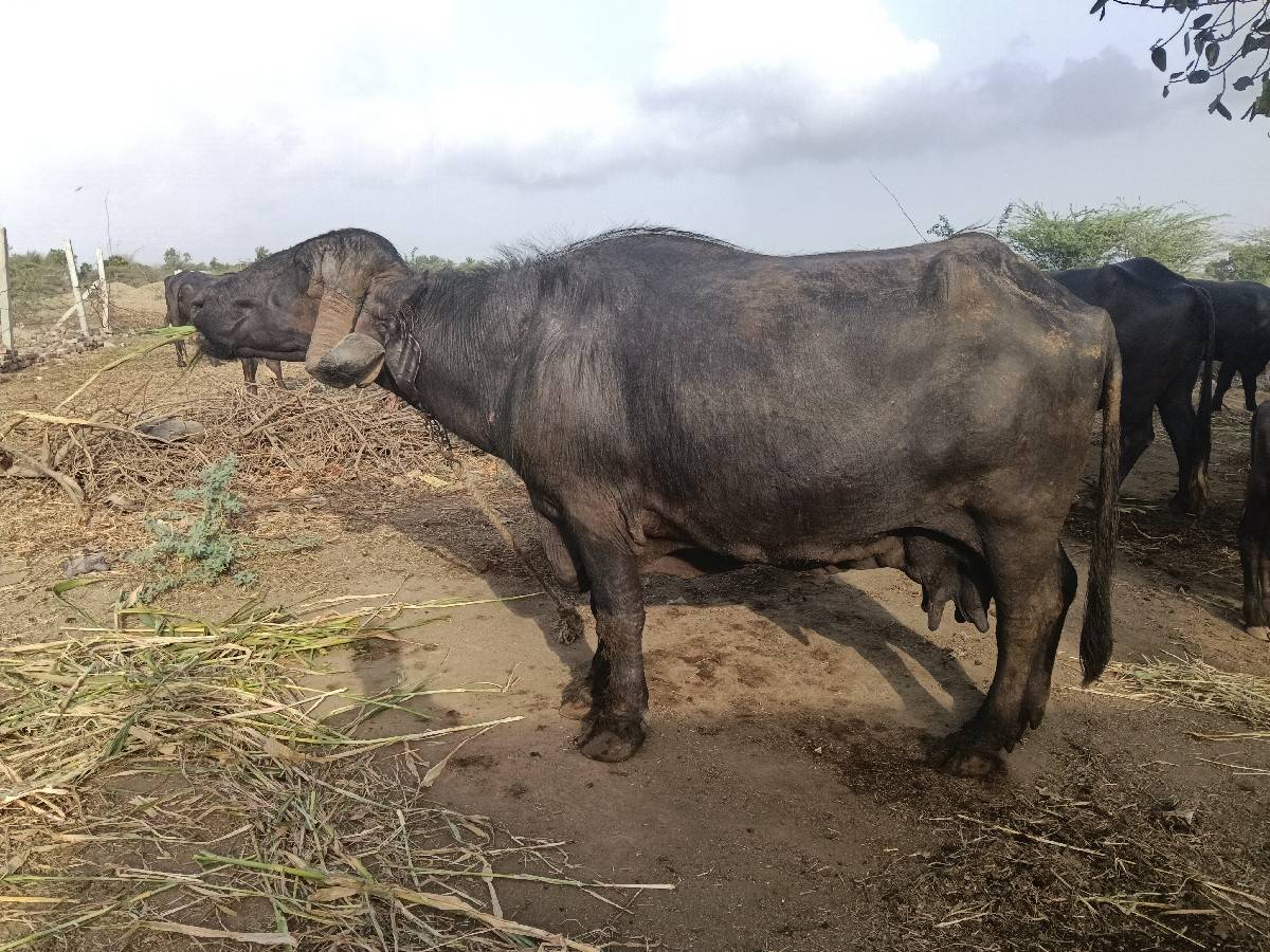 6 મહીનો ગાભ નાખીદીધુ છે દોવા દીયેસે