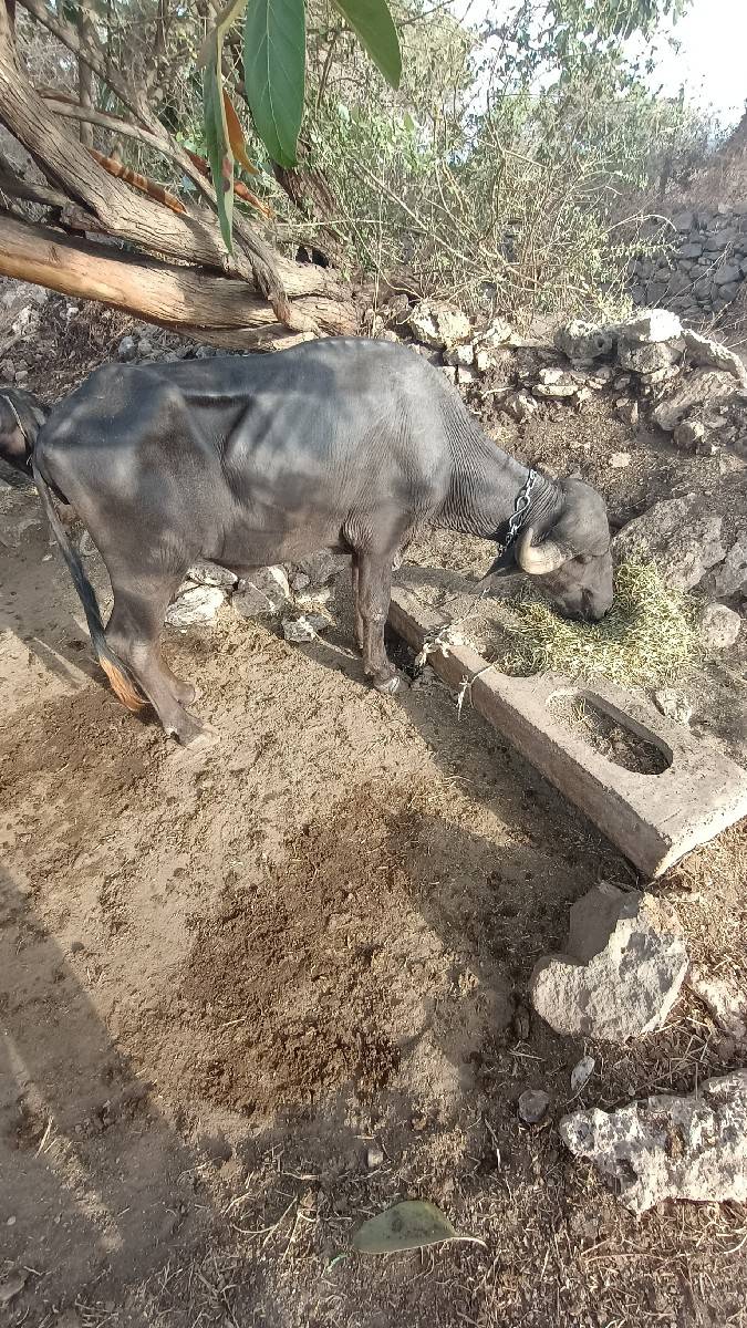 ખળેલુ વેસવાનુ છે