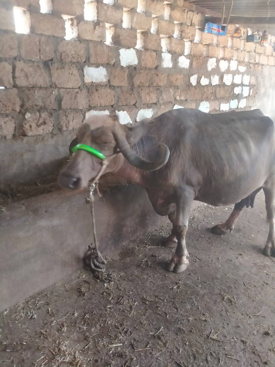 ભેંશ વેચવાની છે