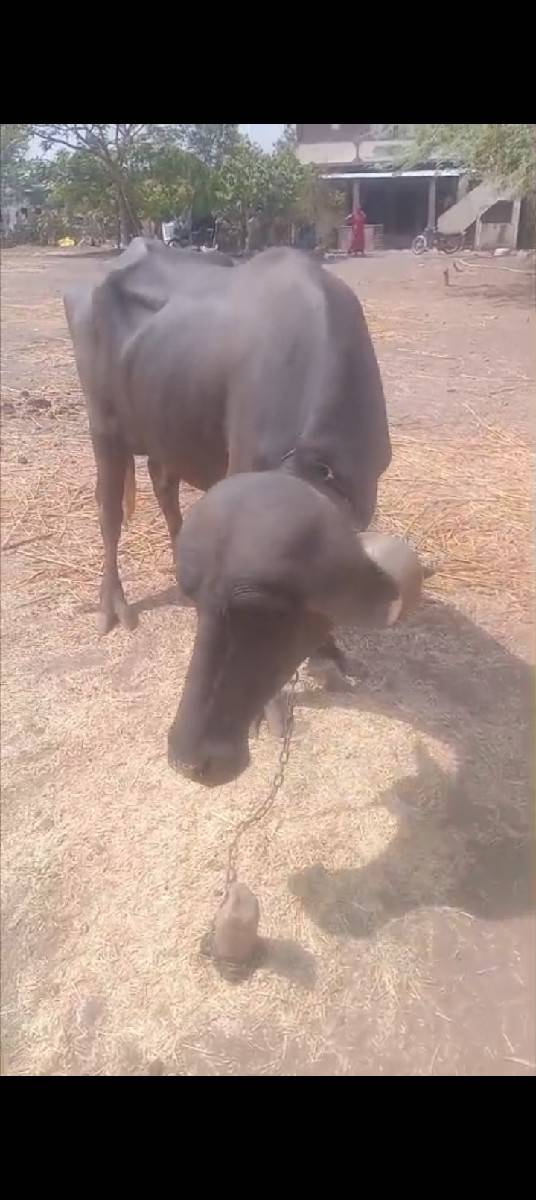 ઓરીજનલ દેશી જાફરાબાદી પડેલી વેચ