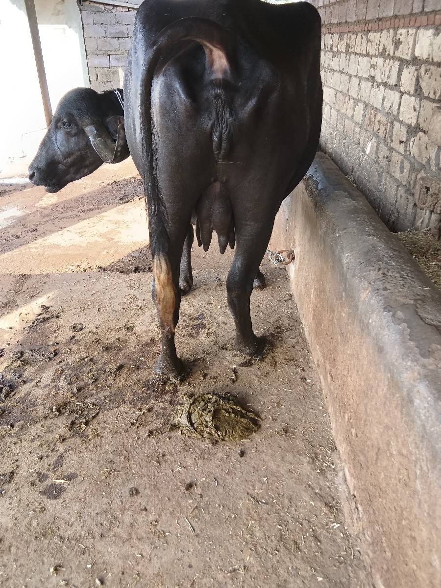 આ ભેંસ વેચવાની છે બીજું હેતર