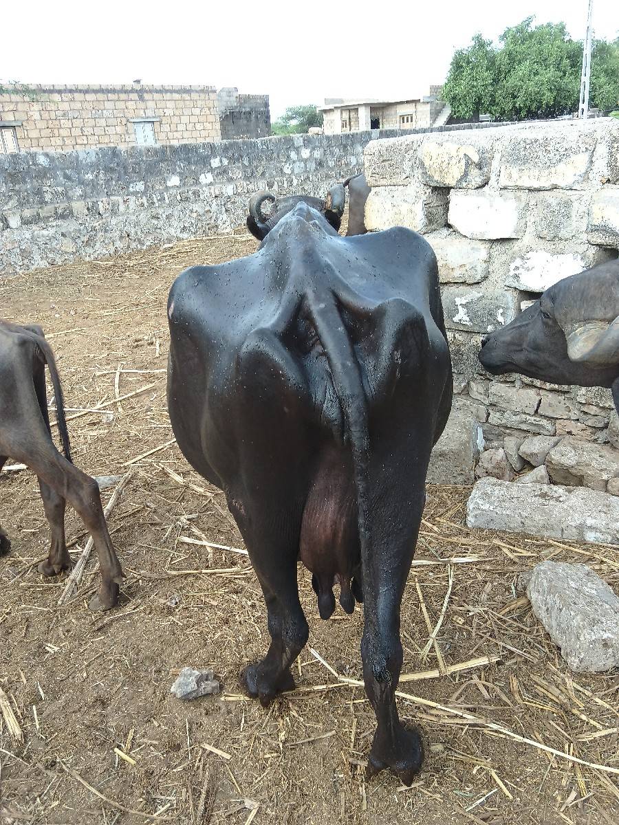 ભેંસ વેચવાની છે