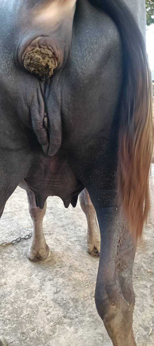 ખડેલી વેચવાની છે