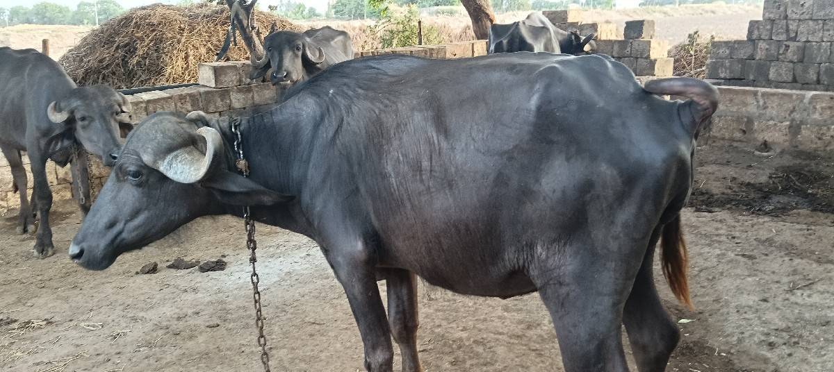 ખડેલી વેચવાની છે