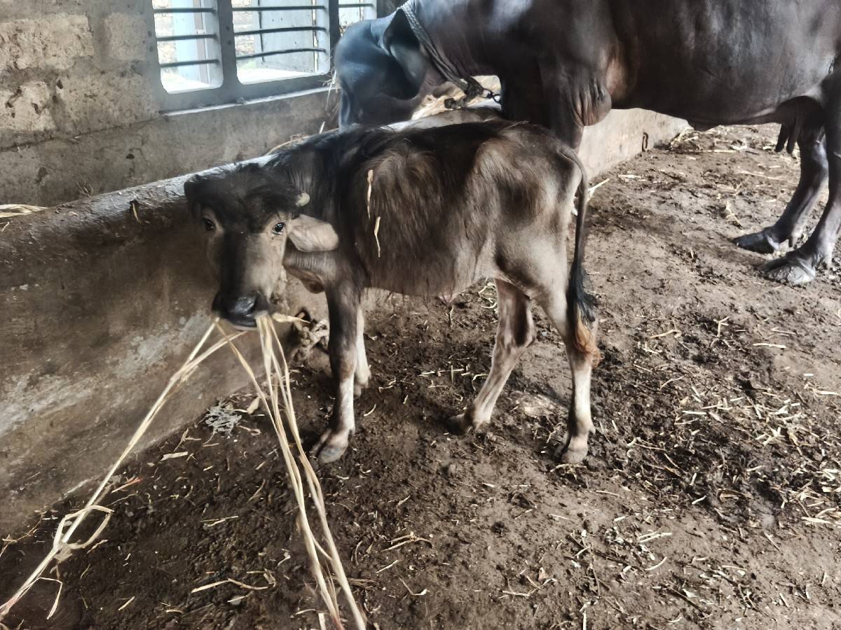 બે પાર્ટી વેચવાની છે