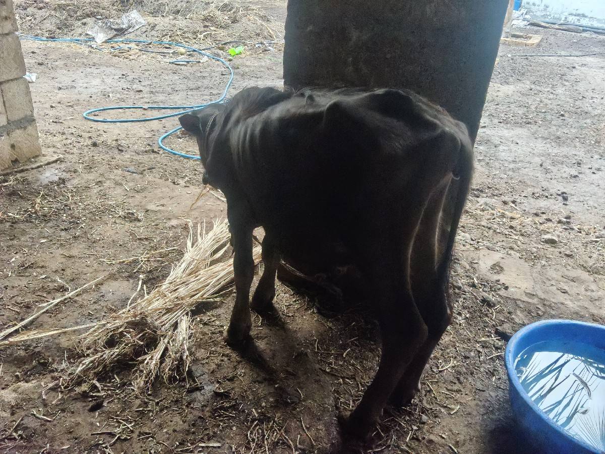 બે પાર્ટી વેચવાની છે