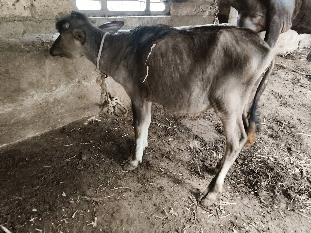 બે પાર્ટી વેચવાની છે