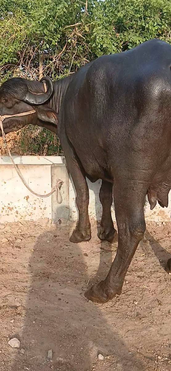 ખળેલી વેચવાની છે