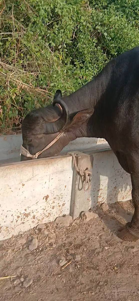 ખળેલી વેચવાની છે