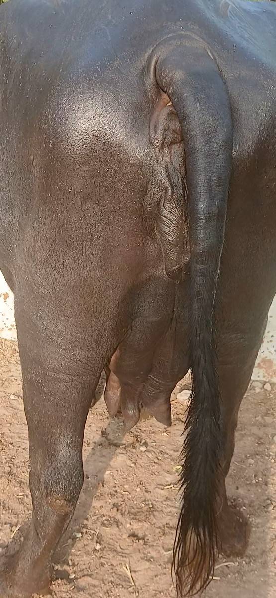 ખળેલી વેચવાની છે