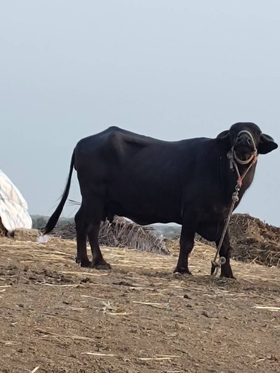 ભેંસ વેચવાની છે