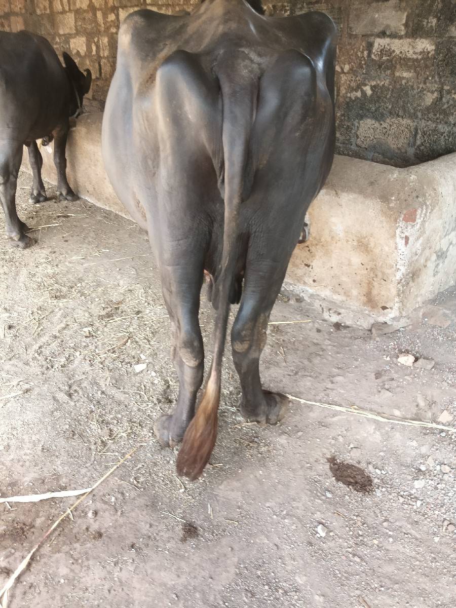 ભેસ